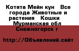 Котята Мейн кун - Все города Животные и растения » Кошки   . Мурманская обл.,Снежногорск г.